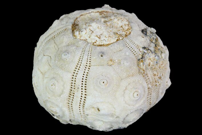 Fossil Sea Urchin (Drocidaris) - Morocco #104502